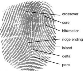 fingerprint